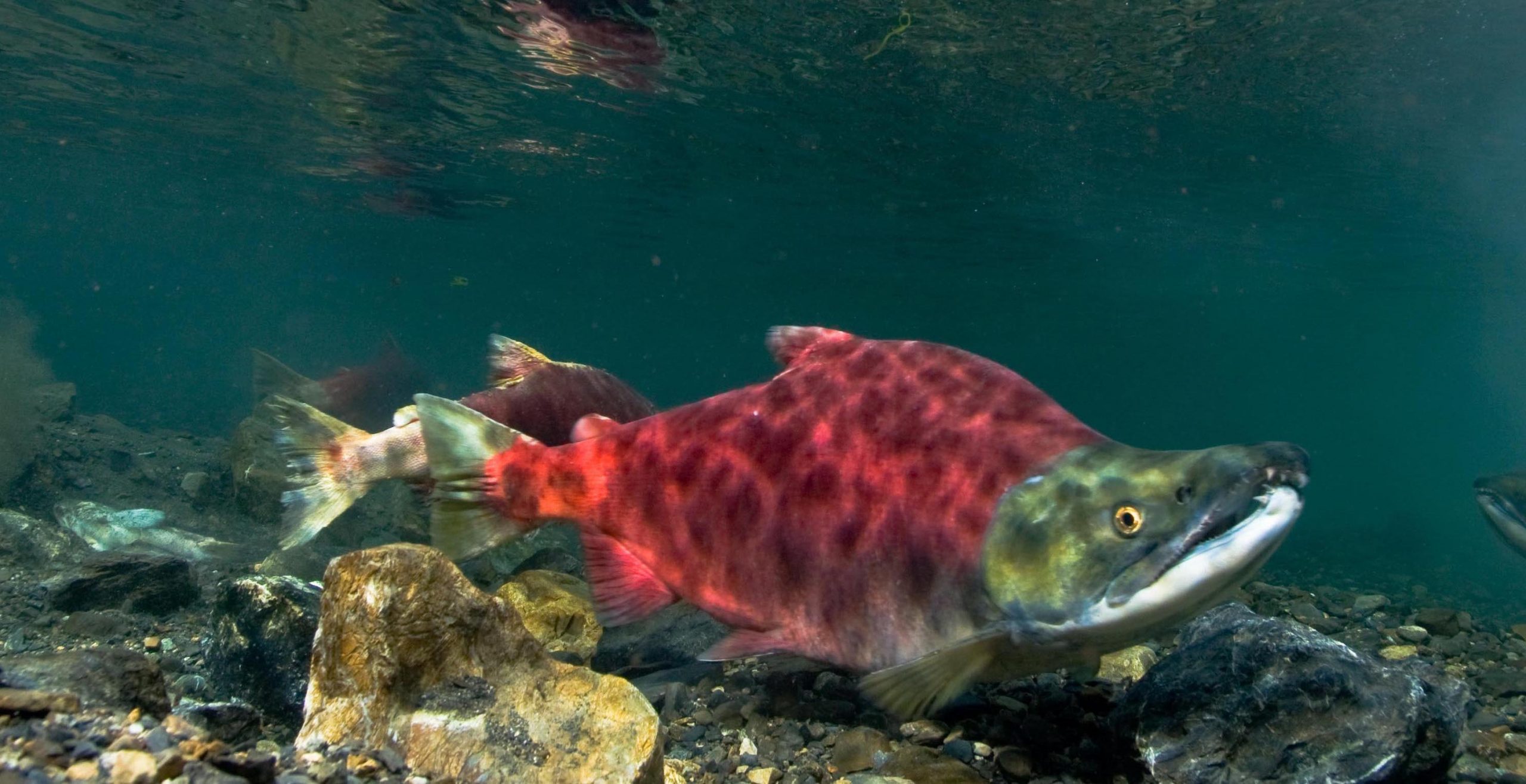 Where Are Salmon Most Commonly Found